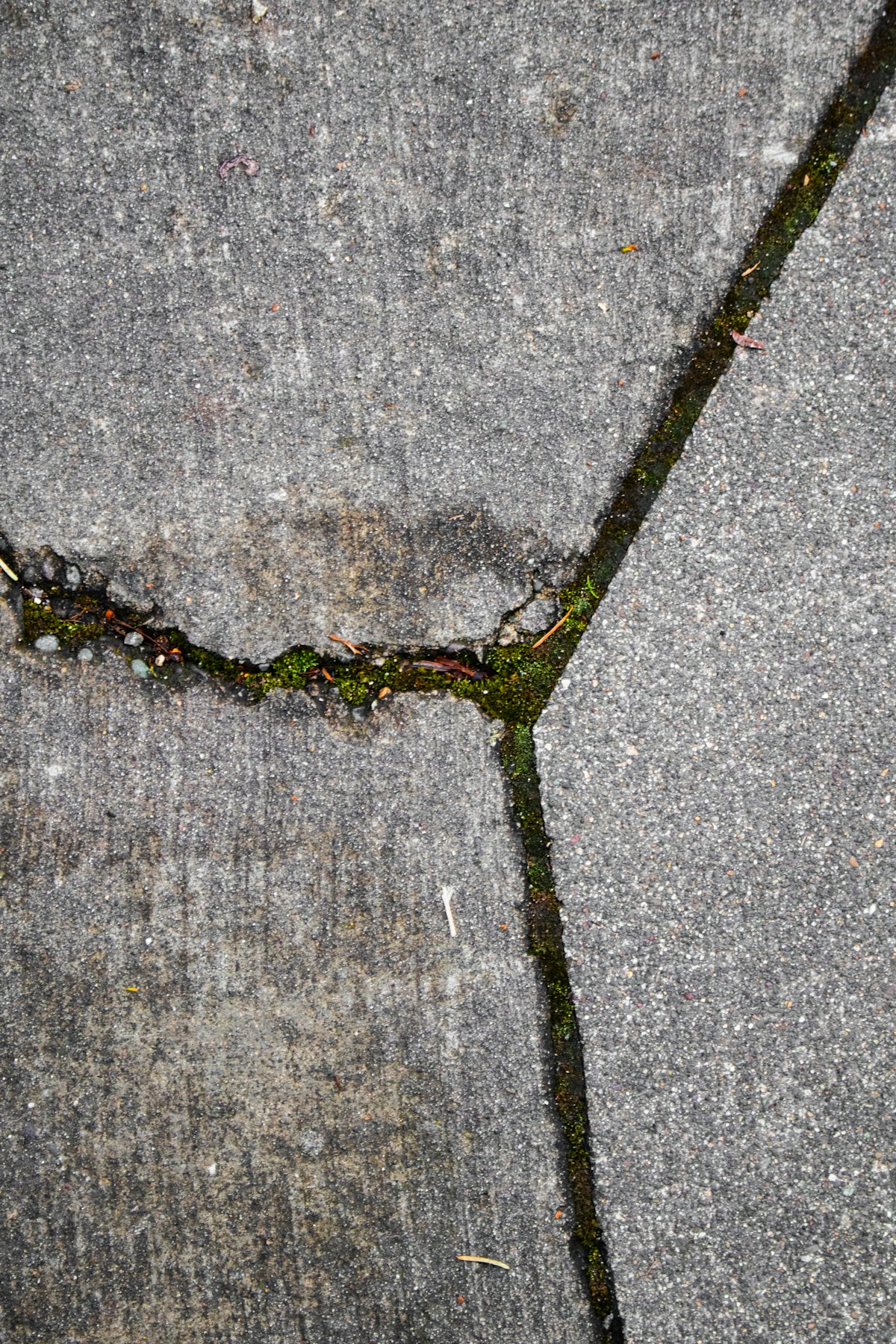 Concrete driveway stained with algae and dirt before cleaning